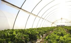 Садовод Воронова рекомендовала обработать теплицу средством с йодом весной