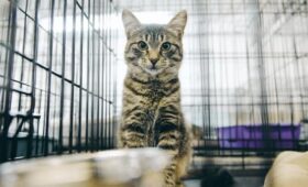 В Москве открылся сбор помощи для животных из приютов Белгородской области