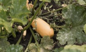 Агроном Викулов посоветовал высаживать кукурузу на огороде вдали от других культур