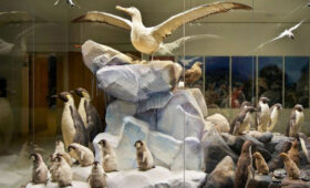 «Мосбилет» приглашает в Дарвиновский музей на выставку о пингвинах