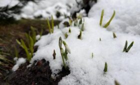 Первые подснежники появились в Московском зоопарке