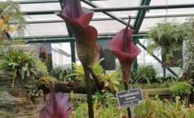 В «Аптекарском огороде» расцвел язык дьявола