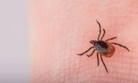 В Роспотребнадзоре развенчали миф о том, что клещ может прыгнуть с дерева