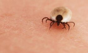 В Роспотребнадзоре отметили снижение количества укусов клещей в начале сезона