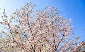 Эксперт Маслов: сакура может зацвести в Москве в середине апреля