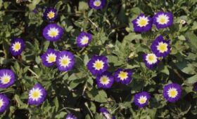 МВД напомнило об ответственности за выращивание вьюнка