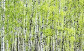 Врач Болибок: россиян ждет темно-коричневый уровень опасности аллергии