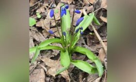 Краснокнижная пролеска сибирская зацвела в «Лосином острове»