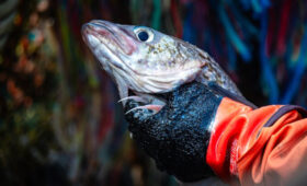 Цены на минтай в России выросли на 34,6% за год за счет экспорта