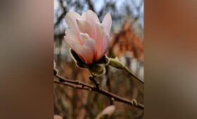 Первые магнолии расцвели в «Аптекарском огороде»