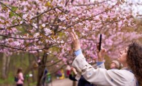 Биолог Филин: сакуру в Москве можно будет увидеть в Ботаническом саду МГУ