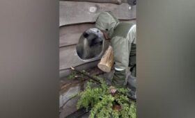 Обитателям Московского зоопарка раздали сломанные после непогоды ветки