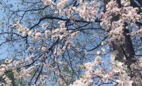 Церазолуизеания чичанская расцвела в «Аптекарском огороде»