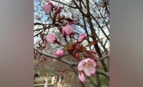 Первые цветки сакуры раскрылись в «Аптекарском огороде» в Москве
