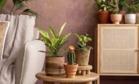 Какие домашние растения негативно влияют на здоровье жильцов