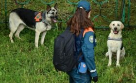 МЧС РФ определило новые нормы питания для служебных собак