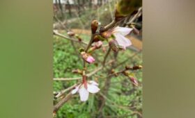 Первая сакура в Москве расцвела в «Аптекарском огороде»