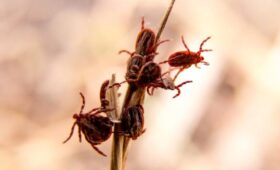 Роспотребнадзор назвал регионы России с наибольшим числом укусов клещей