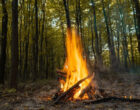 Юрист Русяев: за пикник в парке или лесу с костром можно получить штраф до 60 тыс рублей