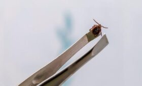 Роспотребнадзор заявил о снижении числа обращений из-за укусов клещей в Москве