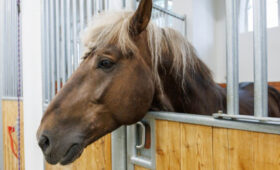 Весенний сезон конных прогулок открылся в музее-заповеднике «Коломенское»