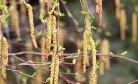 Береза зацвела в Москве
