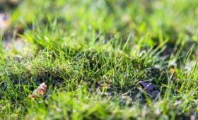 Депутат Шапкин: штраф грозит дачникам за заросший травой участок