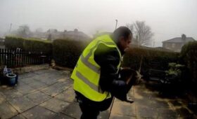 Daily Mail: курьеру грозит тюрьма за кражу кошки в Великобритании