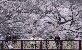 Тоннель из 560 деревьев цветущей сакуры открылся для туристов в японской Осаке