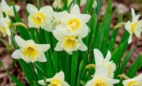 Нарциссы зацвели в парке искусств «Музеон»