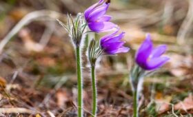 Сон-трава расцвела в «Аптекарском огороде»
