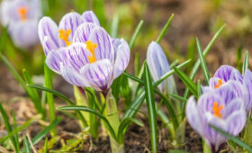 В московских парках распустились крокусы, подснежники и нарциссы