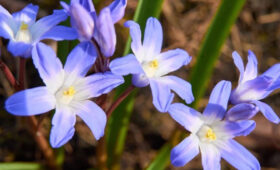 Сергунина: более 300 видов цветов будет радовать гостей ВДНХ в этом году