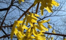 Пасхальный куст расцвел в «Аптекарском огороде» в Москве