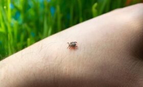 Биолог Зрянин: обильная зима увеличивает число клещей и комаров