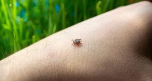 Биолог Зрянин: обильная зима увеличивает число клещей и комаров