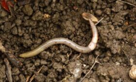 В США предупредили о распространении агрессивных прыгающих червей
