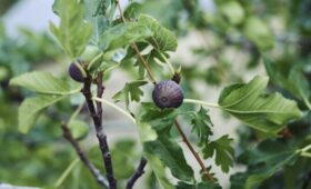 Садовод Воронова: на подмосковной даче легко вырастить миндаль и инжир