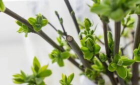 Парк Горького и РУДН запустили проект по сохранению исторических сортов сирени