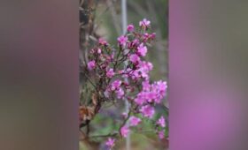 Первый рододендрон расцвел в «Аптекарском огороде»