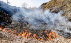 Член комиссии ОП Машаров: пал сухой травы может грозить штрафом до 3 млн рублей