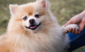 «Космическая вечеринка» ждет посетителей ВДНХ с питомцами 12 апреля