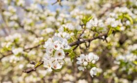 Груша зацвела в парке искусств «Музеон»