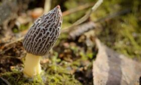 Первые строчки и сморчки появились в нацпарке «Лосиный остров»