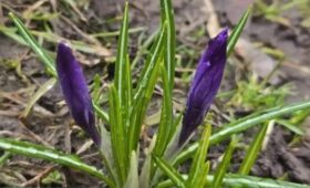 Дикие крокусы расцвели в национальном парке «Лосиный остров»