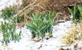 Снег выпал в некоторых столичных районах