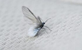 Мошкара проснулась в Московском регионе из-за теплой погоды