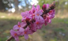В «Аптекарском огороде» в Москве расцвел пухляк