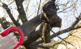 Эксперт Бондарь предупредил о штрафе из-за самовольной обрезки деревьев во дворе