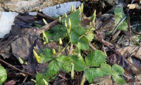 В нацпарке «Лосиный остров» расцвели подснежники